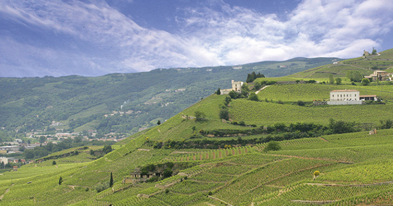 La mythique colline de l’Hermitage et les sélections parcellaires de la Maison M. Chapoutier © M. Chapoutier S.A.