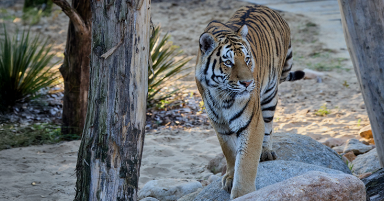 Le Zoo de La Palmyre © Florence Perroux/Zoo de La Palmyre