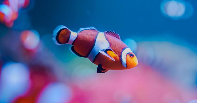 Jusqu’à 15 % de réduction sur SEA LIFE London